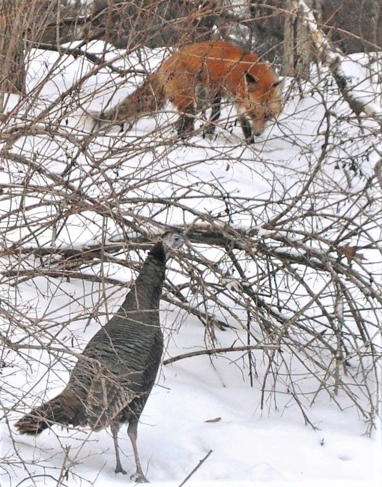 Red fox